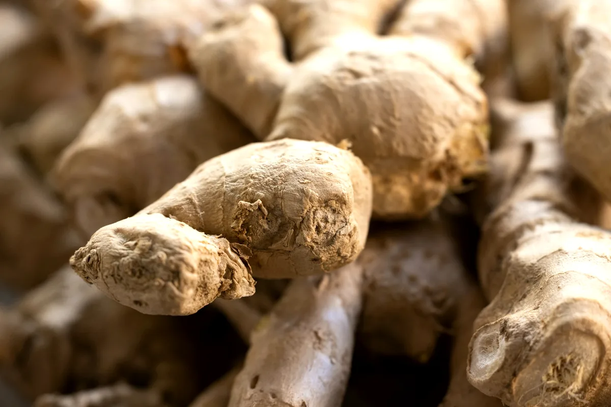 A heap of fresh ginger roots at a market