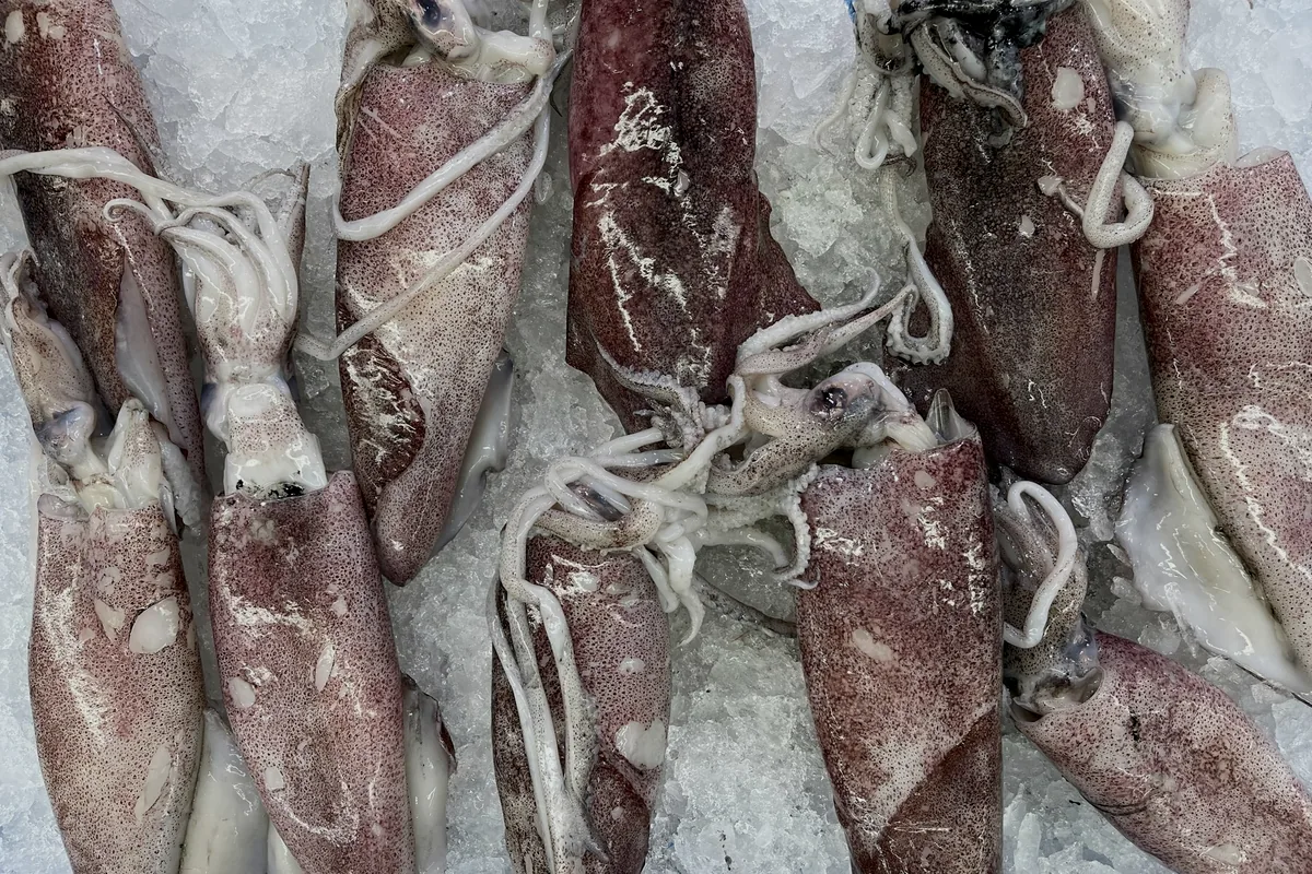 Whole squid packed together on a market slab