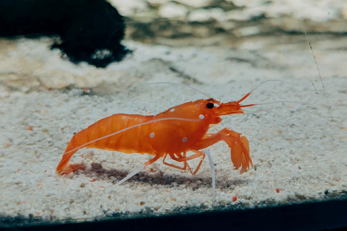 A single cooked prawn on a pale surface