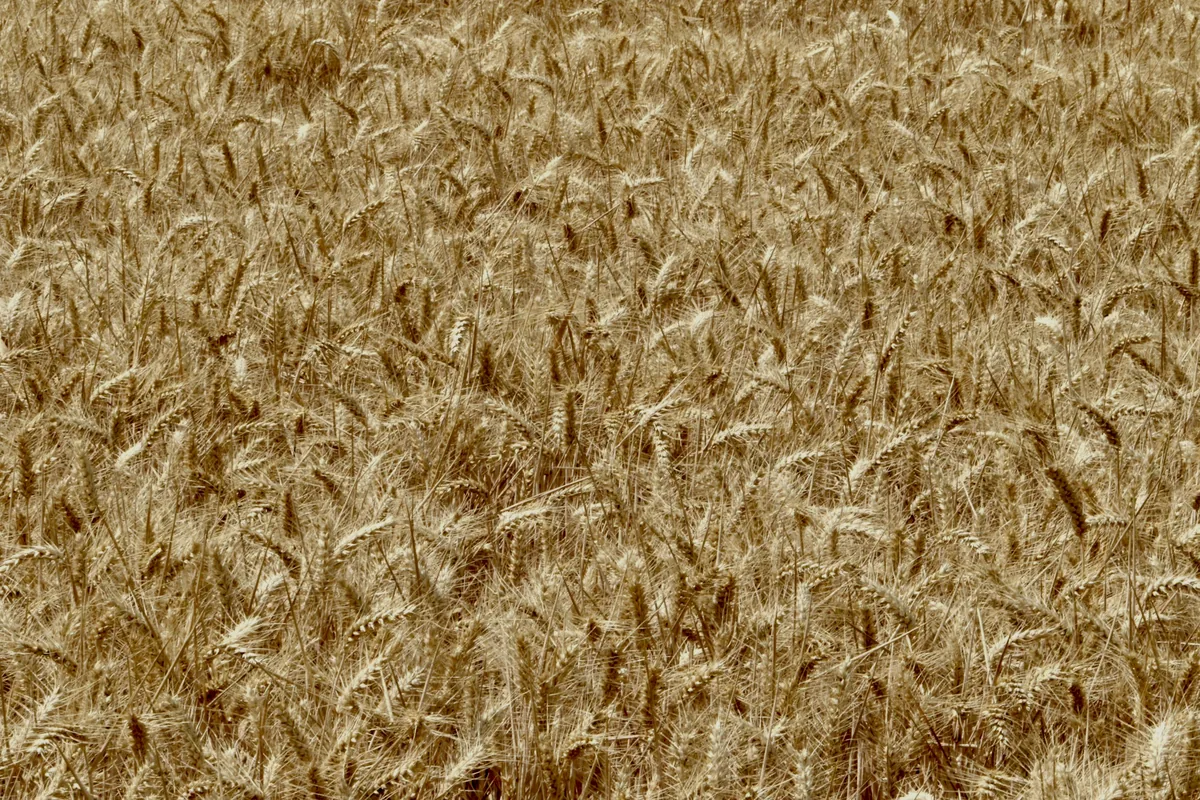 A field of ripe wheat seen close up
