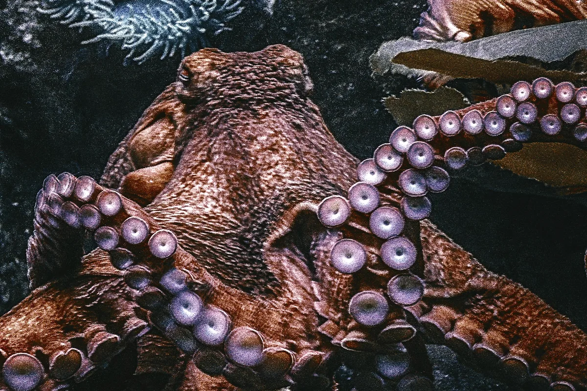 A close view of an octopus with its arms curled