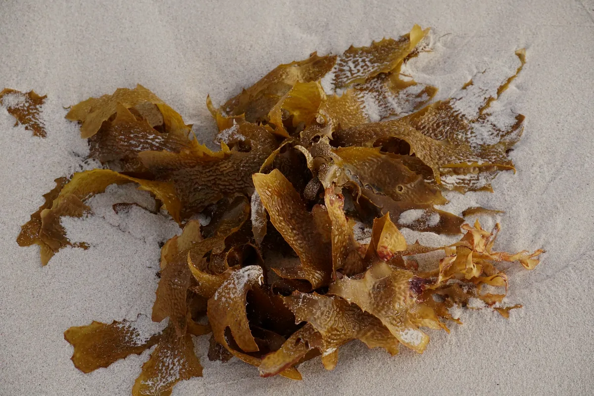 A small pile of dried seaweed on a pale surface