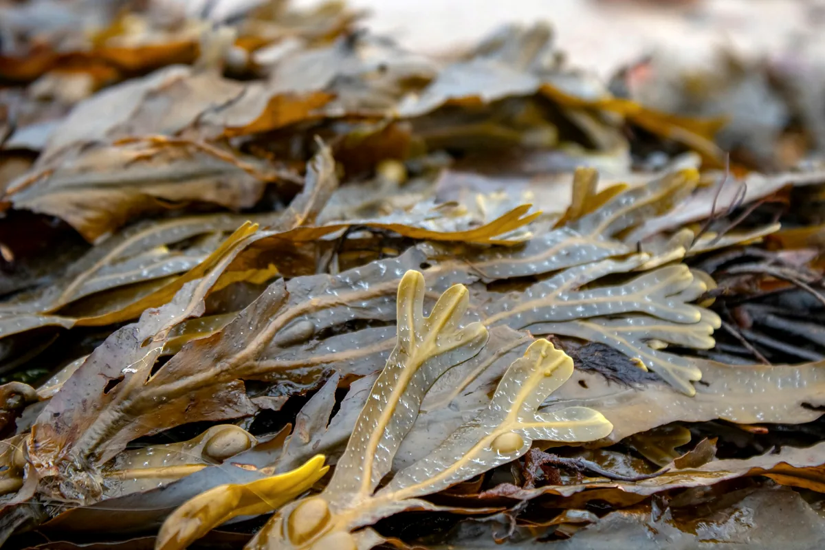 A pile of dried seaweed strips before processing