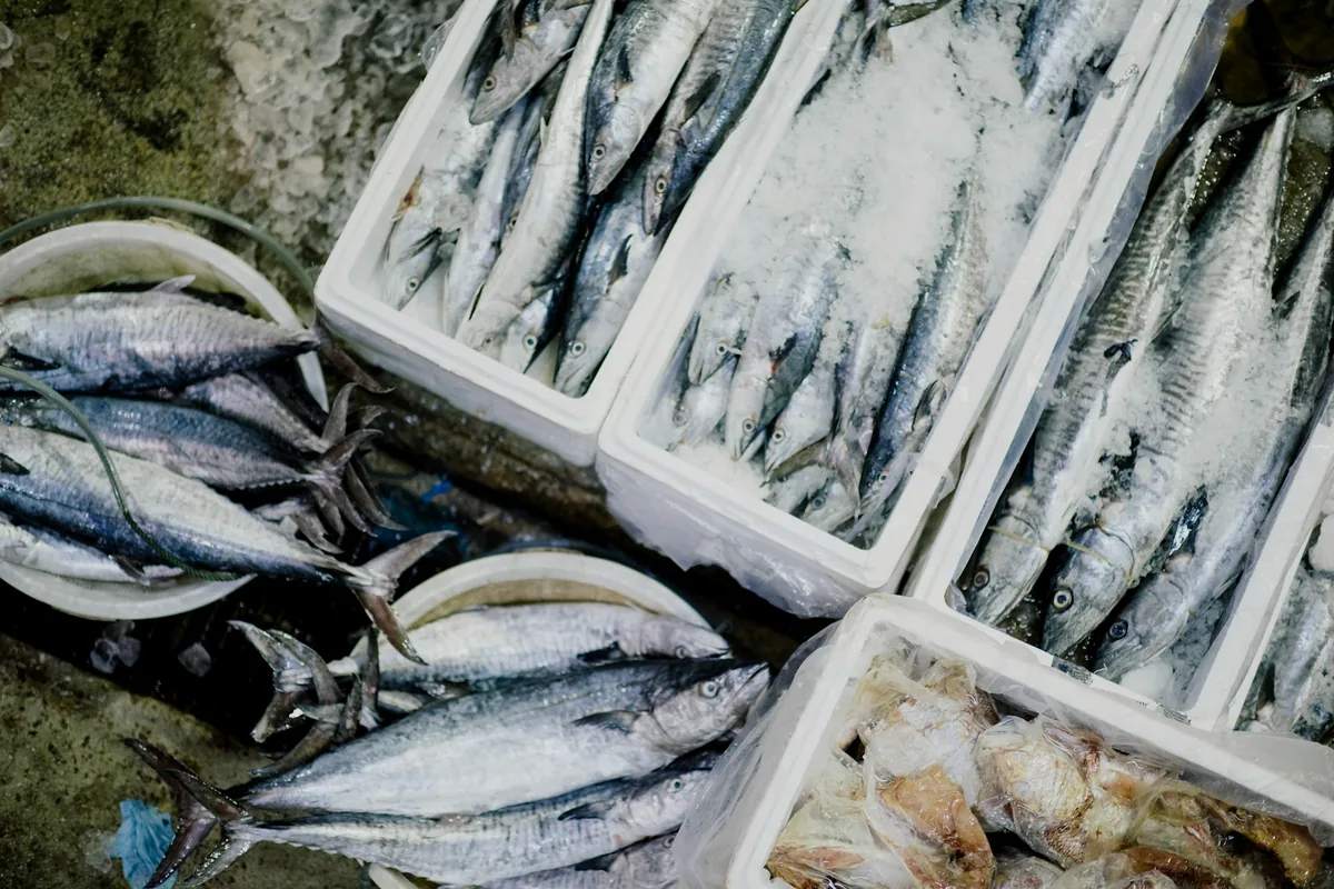 Fish packed in ice inside stacked market crates