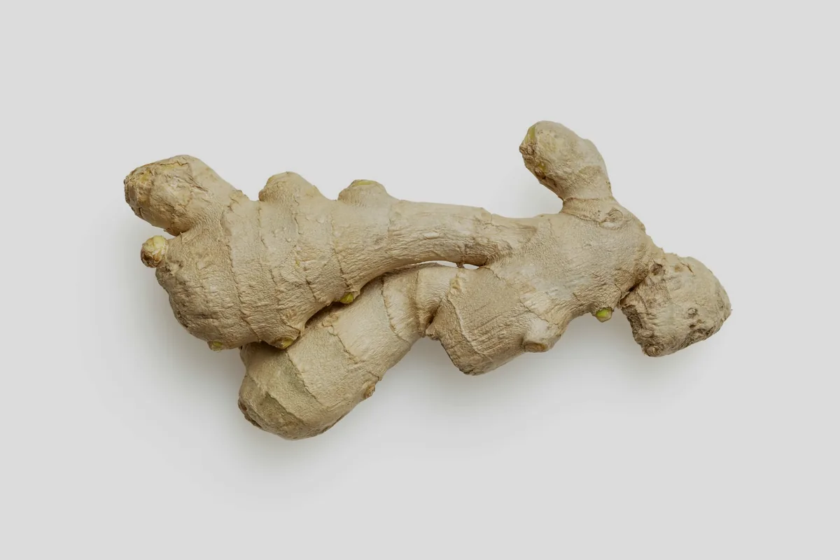 A single fresh ginger root on a white background