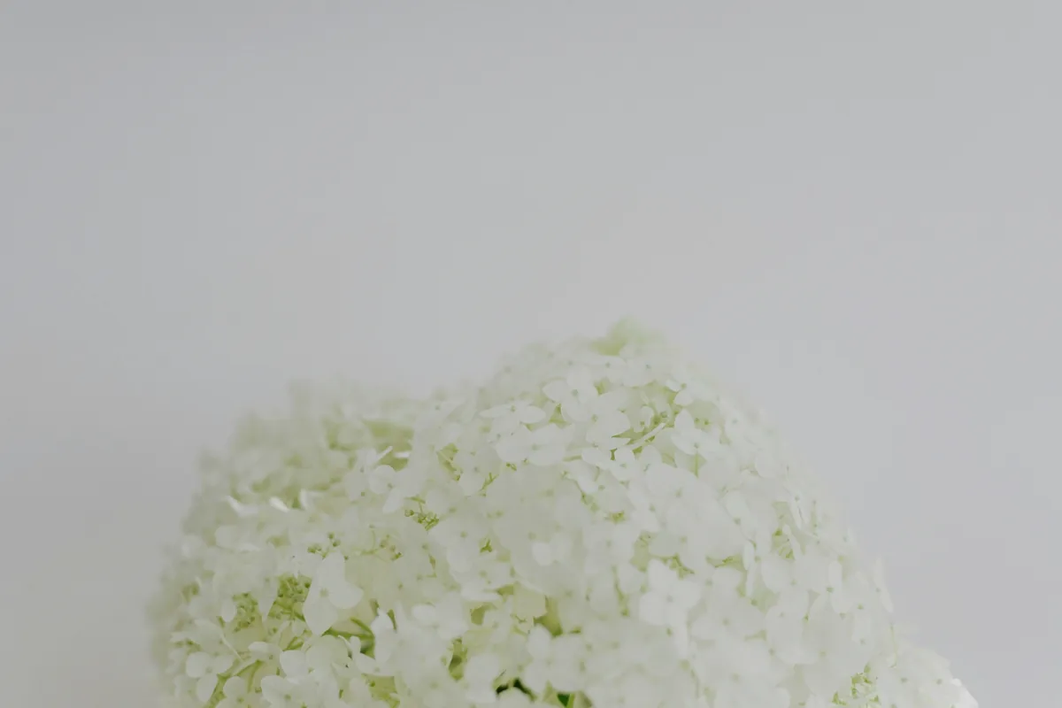 Wasabi: Real, Imitation and How to Use It