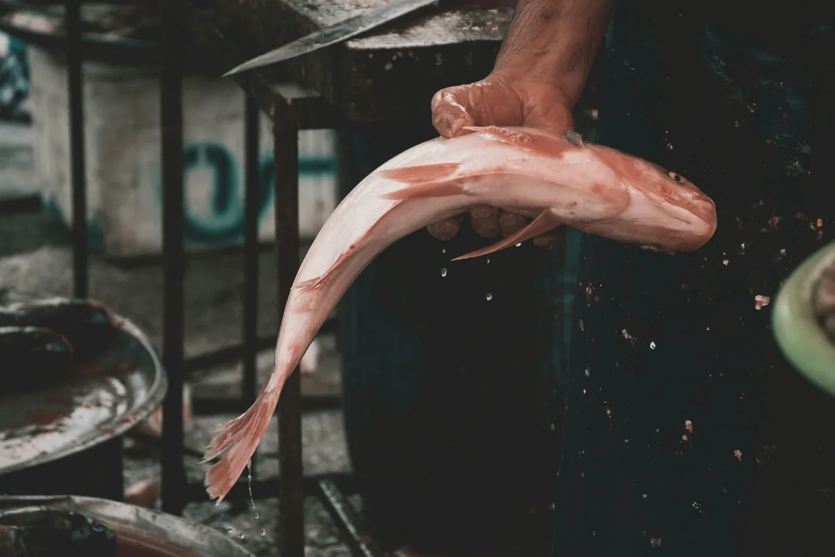 Hands holding a whole fish over a dark preparation surface