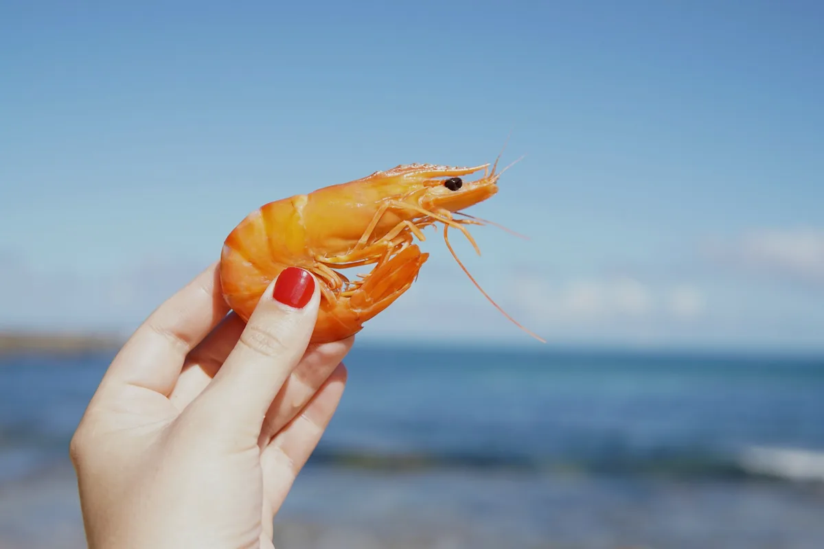 A hand holding a single cooked shrimp against a bright sky