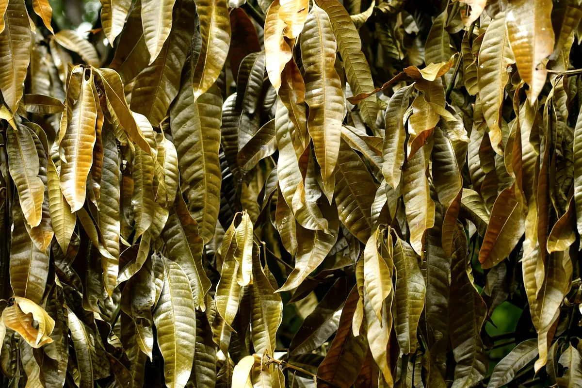 Long strands of kelp hung out to dry