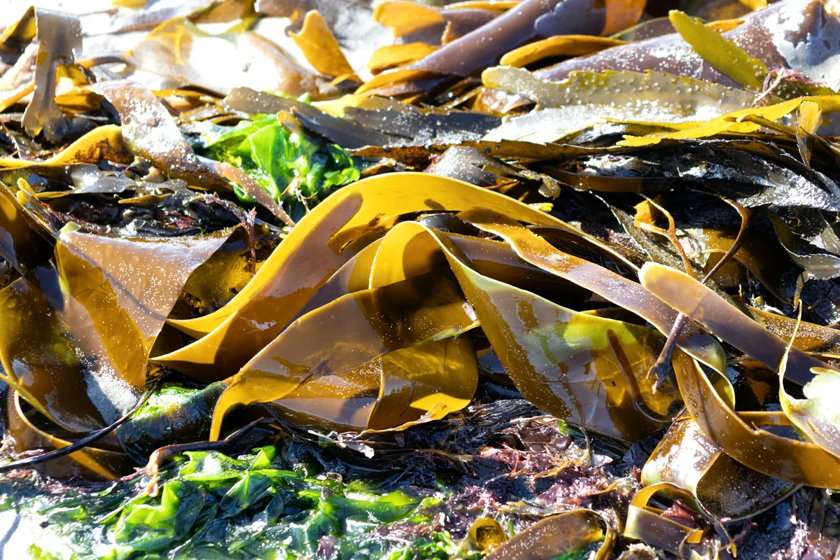 Kelp and seaweed washed up along a rocky shoreline
