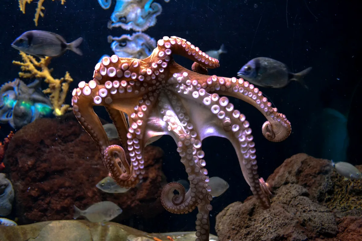 An octopus moving across rocks underwater