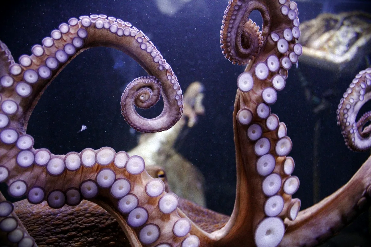 A close view of octopus tentacles and suckers