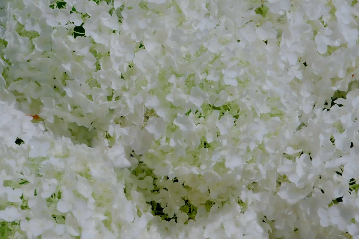 A close view of coarsely grated pale green paste
