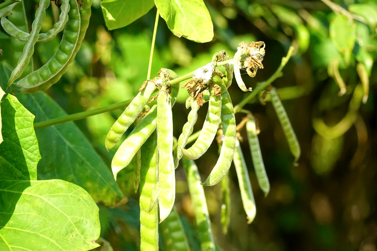 Green soybean pods hanging from a leafy stem