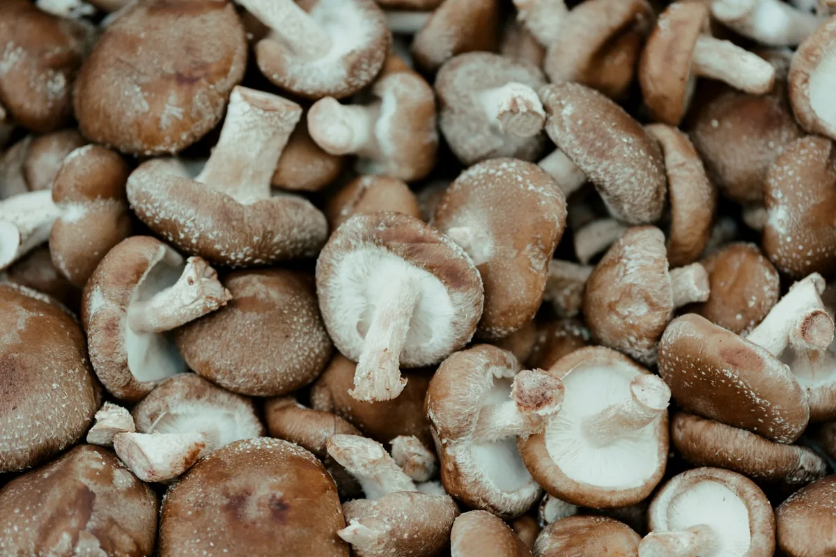 Shiitake mushrooms in a crate at a farmers market