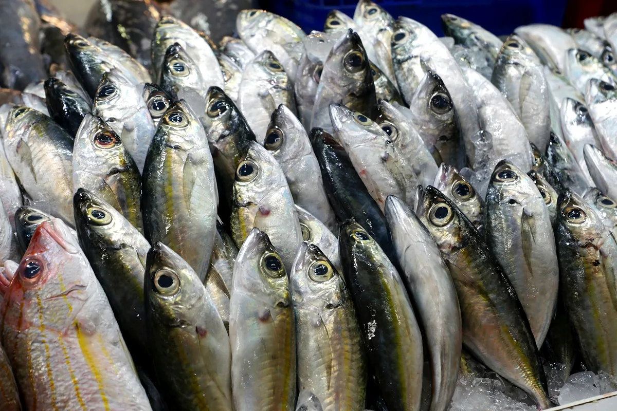 Rows of small silver fish arranged on ice