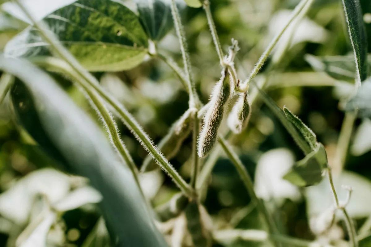 Soybean pods growing on the plant