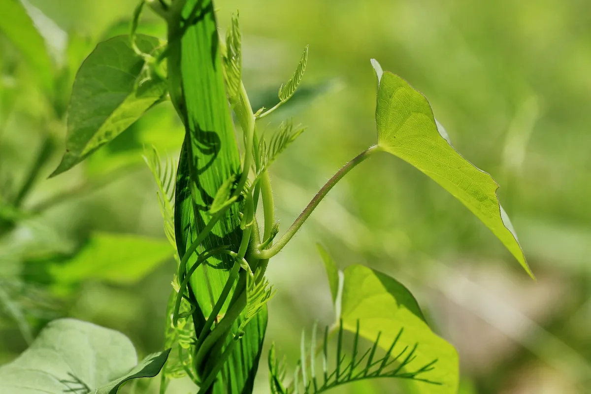 A close view of green soybean pods on the stem