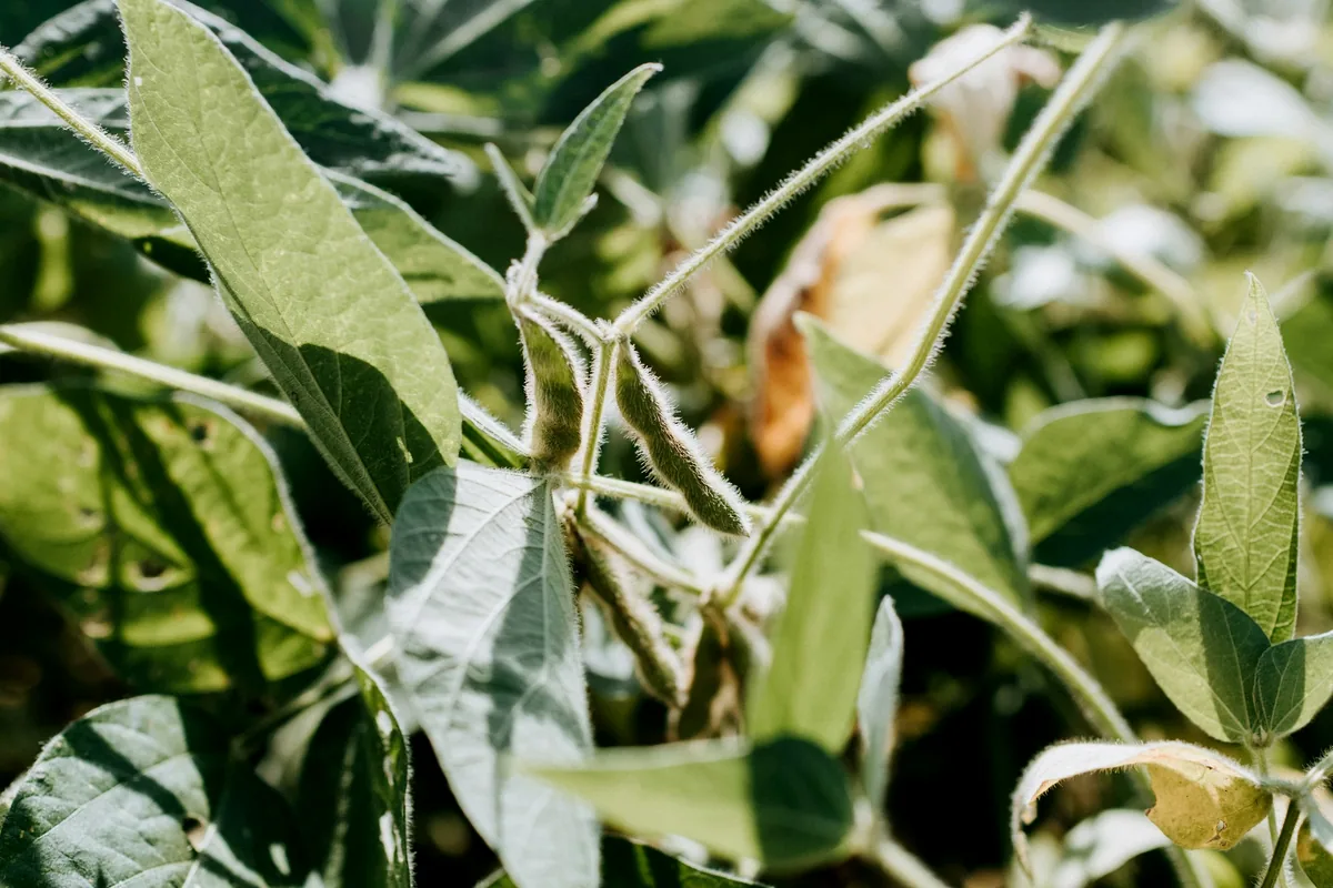 Soybean pods on a leafy plant