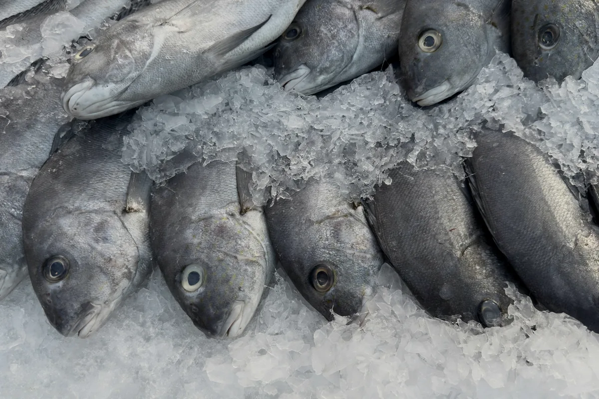 Whole fish packed closely together on crushed ice